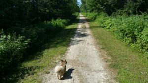 Dog walking on the Pine Line Trail